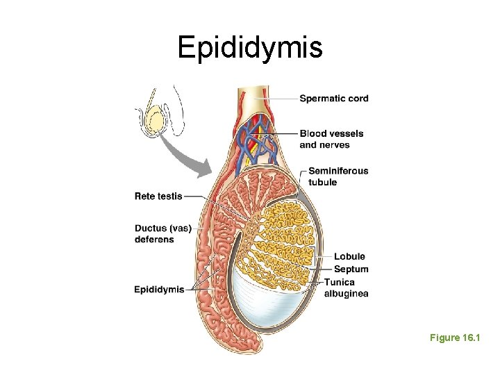 Epididymis Figure 16. 1 