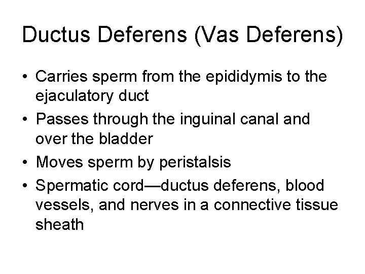 Ductus Deferens (Vas Deferens) • Carries sperm from the epididymis to the ejaculatory duct