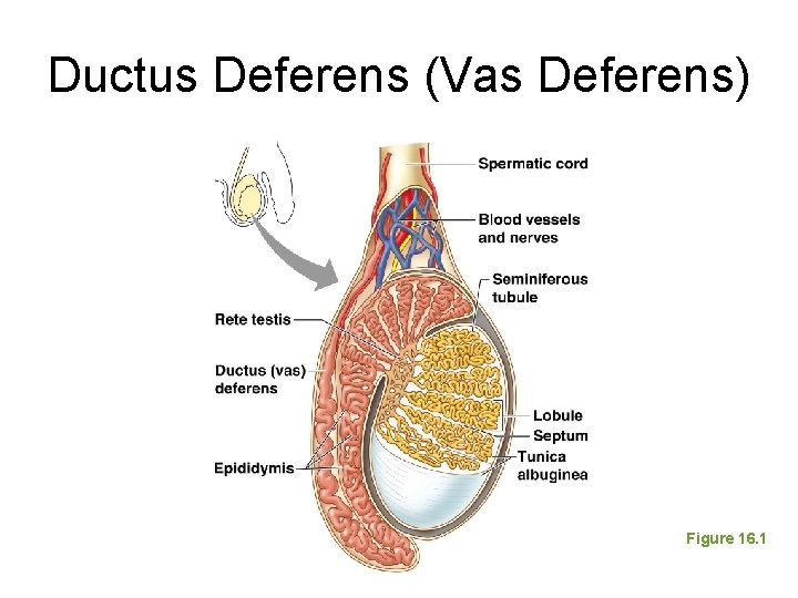 Ductus Deferens (Vas Deferens) Figure 16. 1 