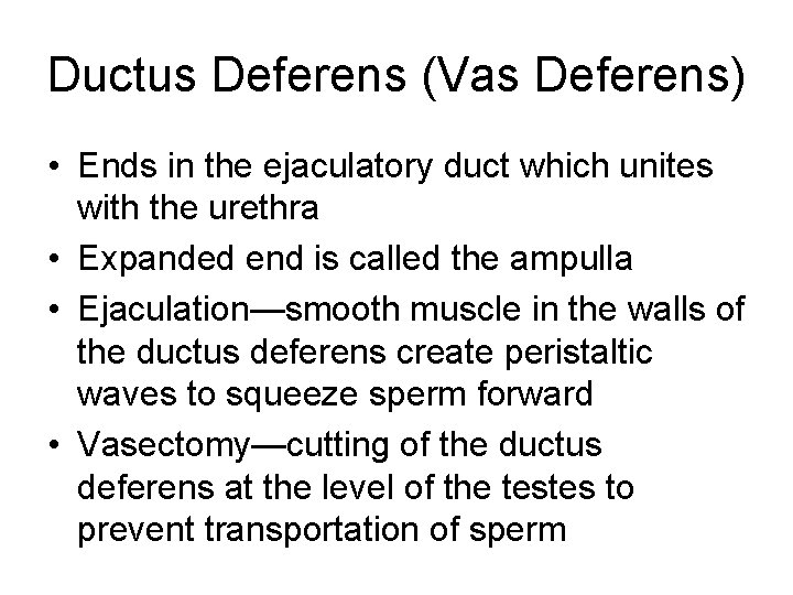 Ductus Deferens (Vas Deferens) • Ends in the ejaculatory duct which unites with the