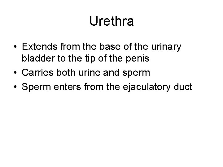 Urethra • Extends from the base of the urinary bladder to the tip of