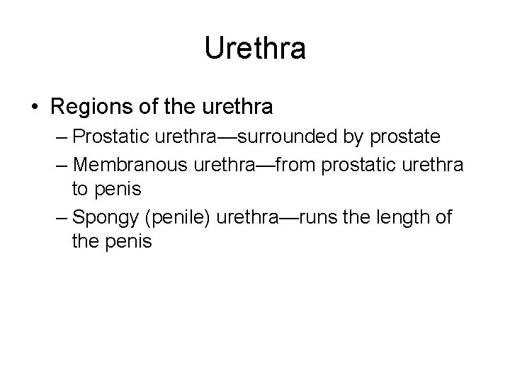 Urethra • Regions of the urethra – Prostatic urethra—surrounded by prostate – Membranous urethra—from