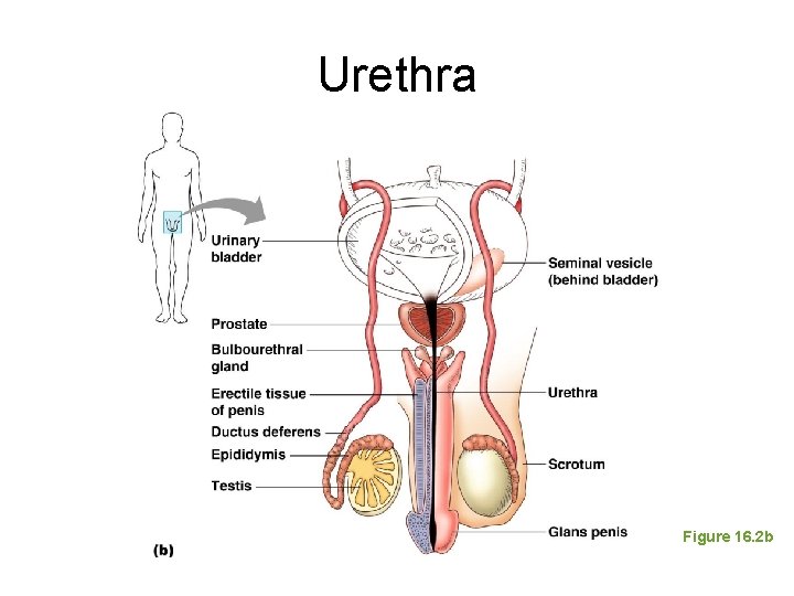 Urethra Figure 16. 2 b 