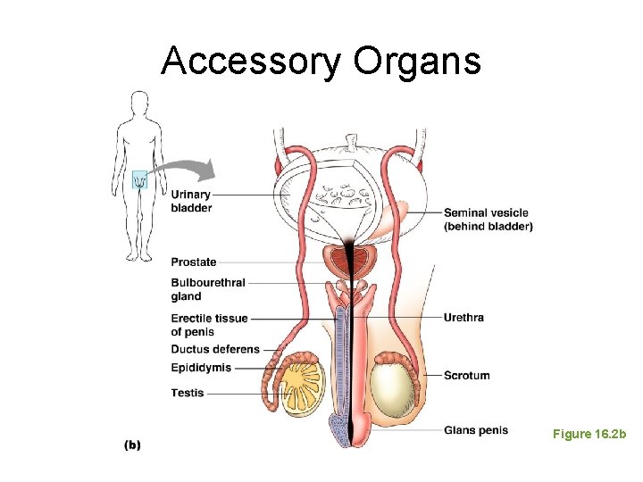 Accessory Organs Figure 16. 2 b 