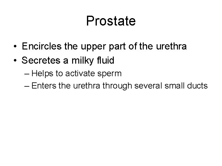 Prostate • Encircles the upper part of the urethra • Secretes a milky fluid