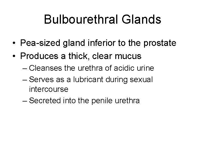 Bulbourethral Glands • Pea-sized gland inferior to the prostate • Produces a thick, clear