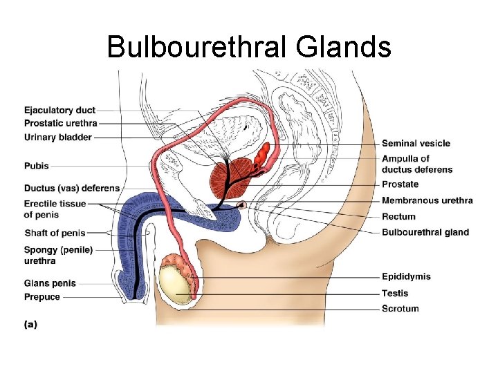 Bulbourethral Glands 