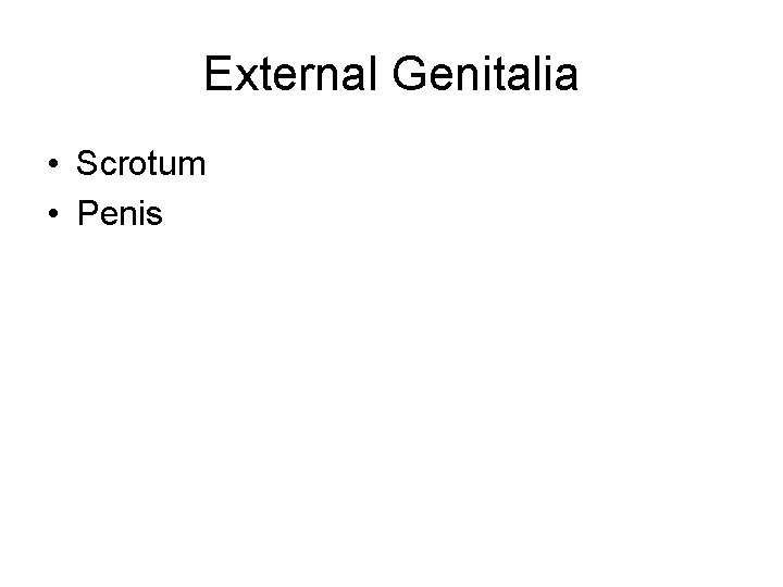 External Genitalia • Scrotum • Penis 