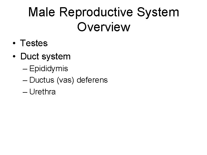 Male Reproductive System Overview • Testes • Duct system – Epididymis – Ductus (vas)