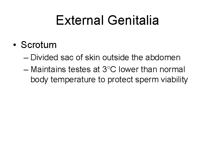 External Genitalia • Scrotum – Divided sac of skin outside the abdomen – Maintains