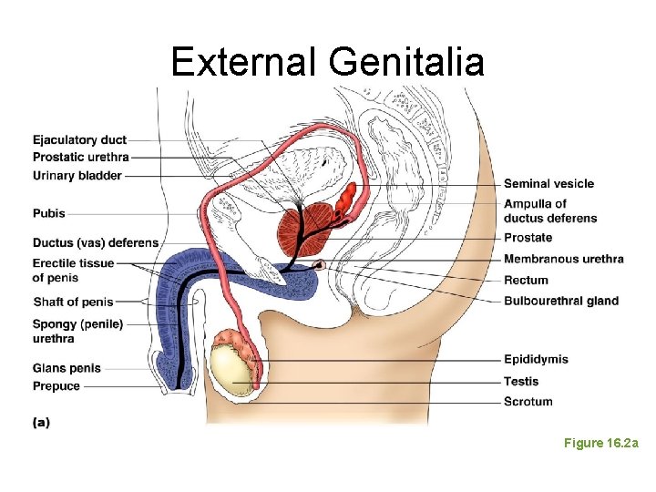 External Genitalia Figure 16. 2 a 