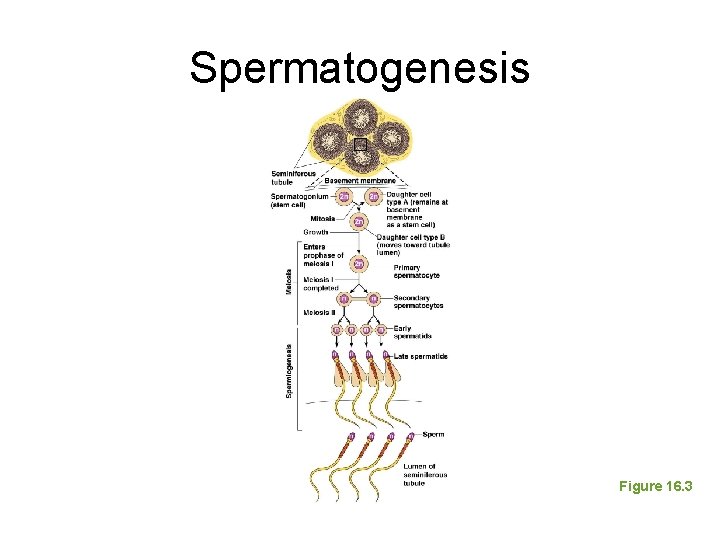 Spermatogenesis Figure 16. 3 
