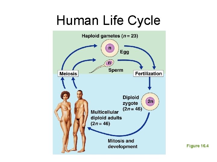 Human Life Cycle Figure 16. 4 