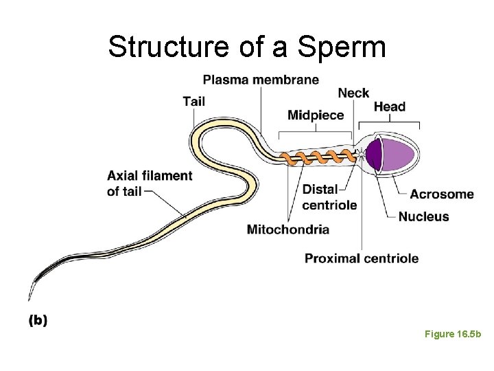 Structure of a Sperm Figure 16. 5 b 