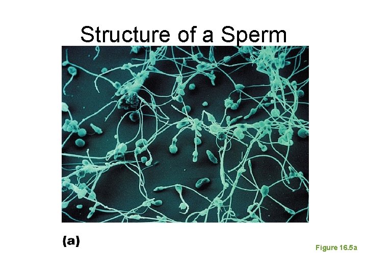 Structure of a Sperm Figure 16. 5 a 