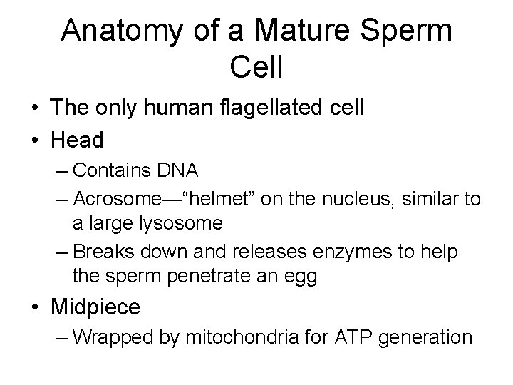 Anatomy of a Mature Sperm Cell • The only human flagellated cell • Head