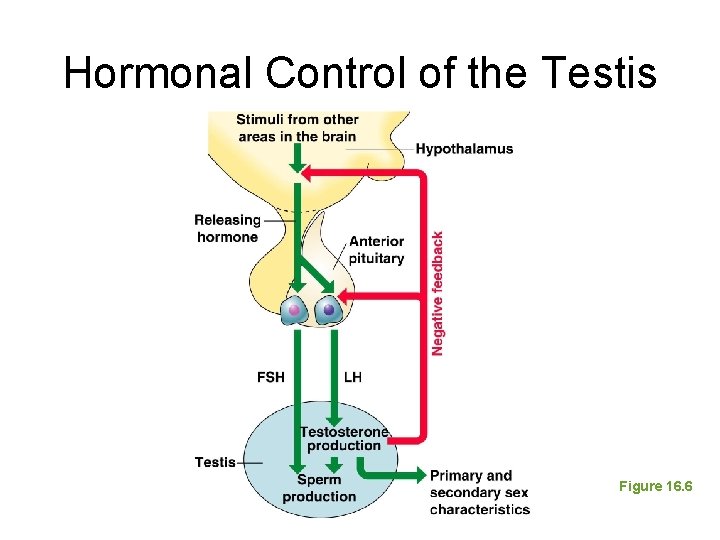 Hormonal Control of the Testis Figure 16. 6 