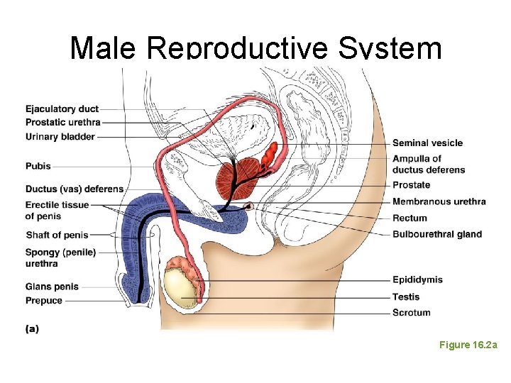 Male Reproductive System Figure 16. 2 a 