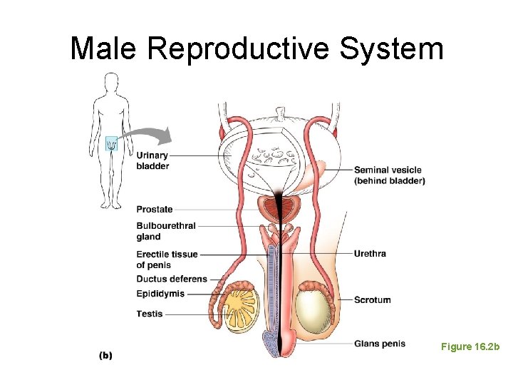 Male Reproductive System Figure 16. 2 b 