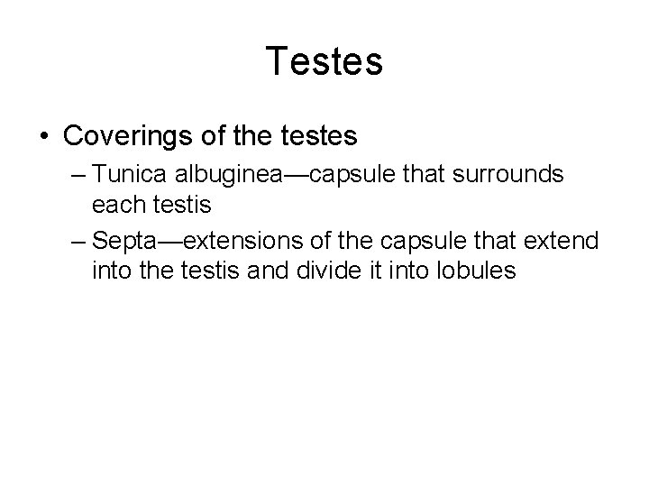 Testes • Coverings of the testes – Tunica albuginea—capsule that surrounds each testis –