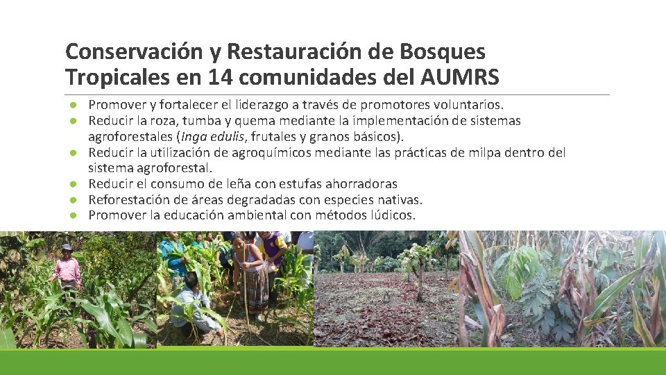 Conservación y Restauración de Bosques Tropicales en 14 comunidades del AUMRS ● Promover y