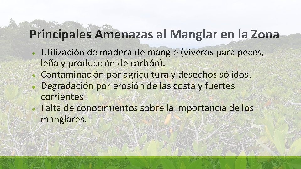 Principales Amenazas al Manglar en la Zona ● ● Utilización de madera de mangle