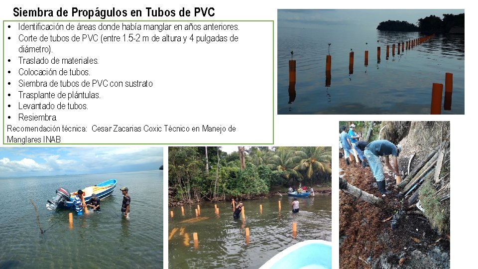 Siembra de Propágulos en Tubos de PVC • Identificación de áreas donde había manglar