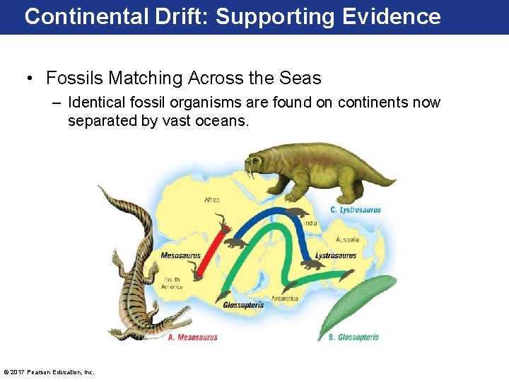 Continental Drift: Supporting Evidence • Fossils Matching Across the Seas – Identical fossil organisms