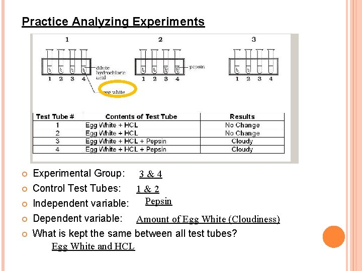 Practice Analyzing Experiments Experimental Group: 3 & 4 Control Test Tubes: 1&2 Pepsin Independent