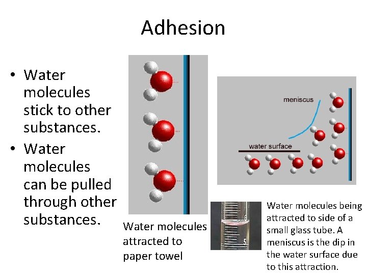 Adhesion • Water molecules stick to other substances. • Water molecules can be pulled