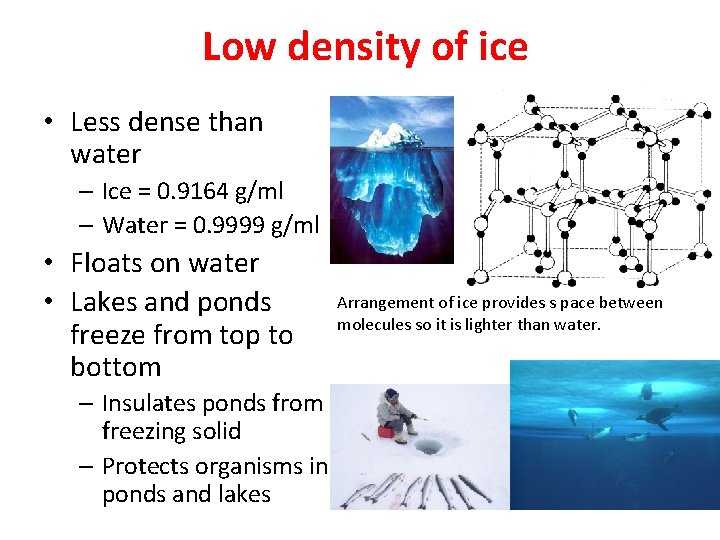 Low density of ice • Less dense than water – Ice = 0. 9164