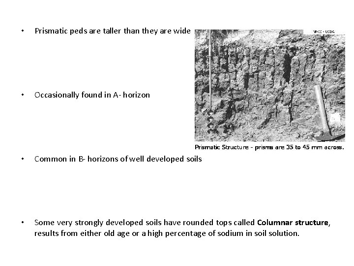  • Prismatic peds are taller than they are wide • Occasionally found in