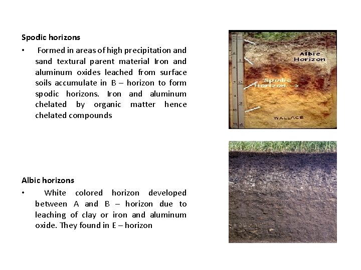 Spodic horizons • Formed in areas of high precipitation and sand textural parent material