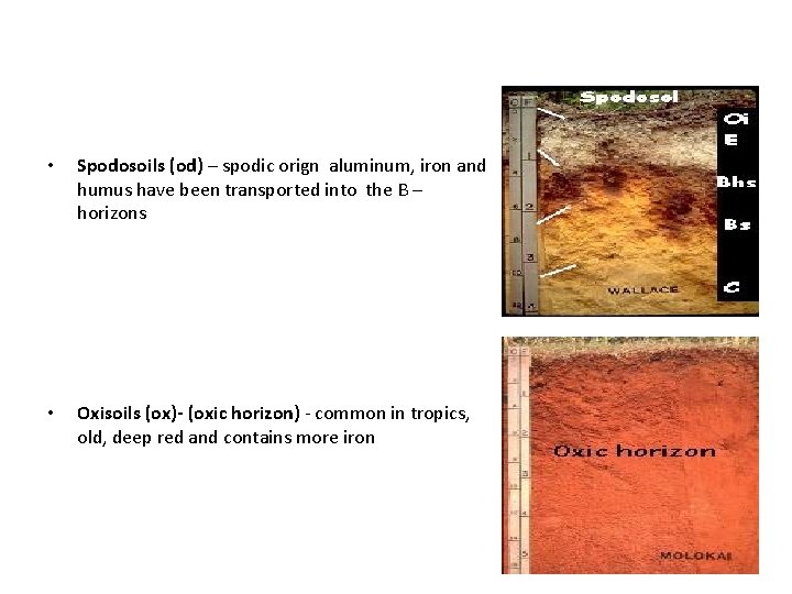  • Spodosoils (od) – spodic orign aluminum, iron and humus have been transported