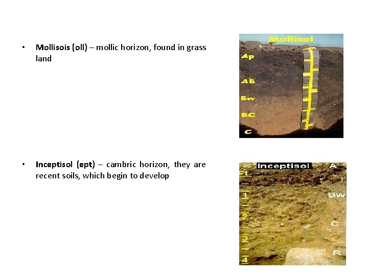  • Mollisois (oll) – mollic horizon, found in grass land • Inceptisol (ept)