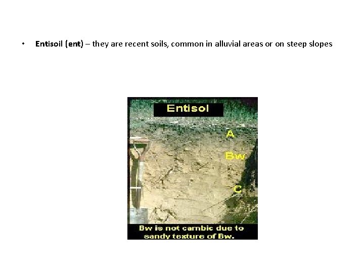  • Entisoil (ent) – they are recent soils, common in alluvial areas or