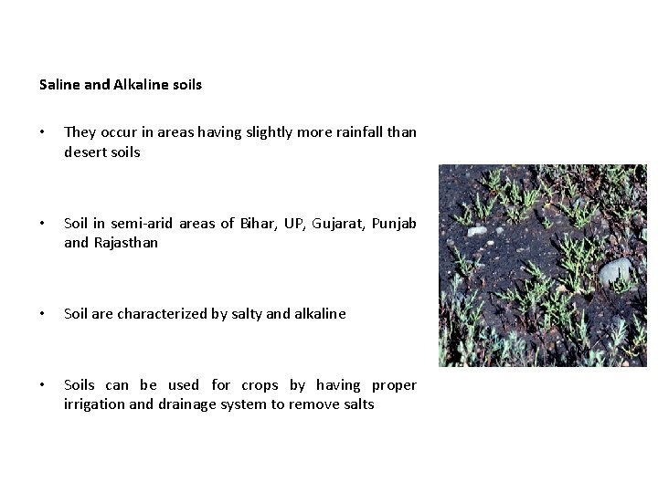 Saline and Alkaline soils • They occur in areas having slightly more rainfall than