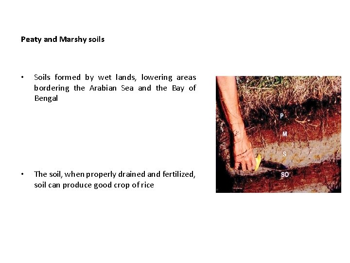 Peaty and Marshy soils • Soils formed by wet lands, lowering areas bordering the
