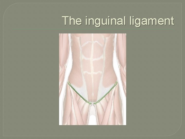 The inguinal ligament 