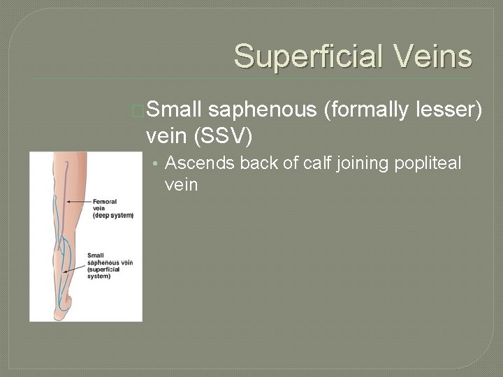 Superficial Veins �Small saphenous (formally lesser) vein (SSV) • Ascends back of calf joining