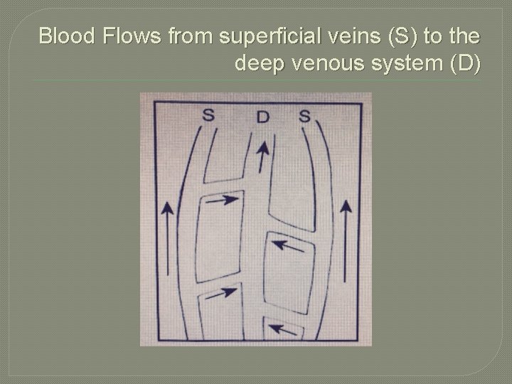 Blood Flows from superficial veins (S) to the deep venous system (D) 