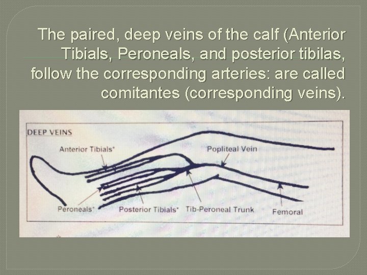 The paired, deep veins of the calf (Anterior Tibials, Peroneals, and posterior tibilas, follow
