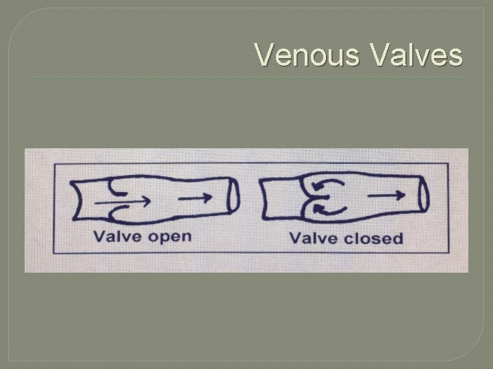 Venous Valves 