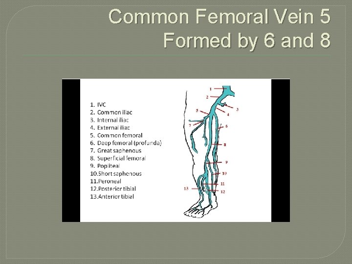 Common Femoral Vein 5 Formed by 6 and 8 