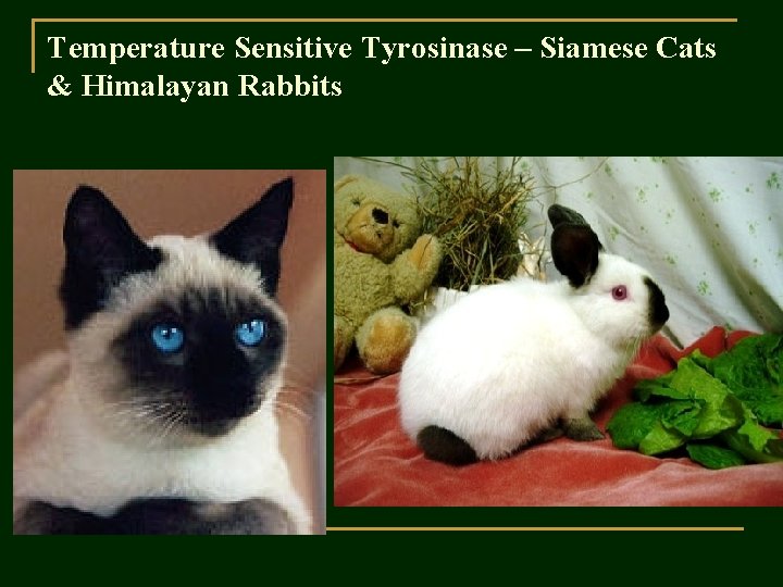 Temperature Sensitive Tyrosinase – Siamese Cats & Himalayan Rabbits 