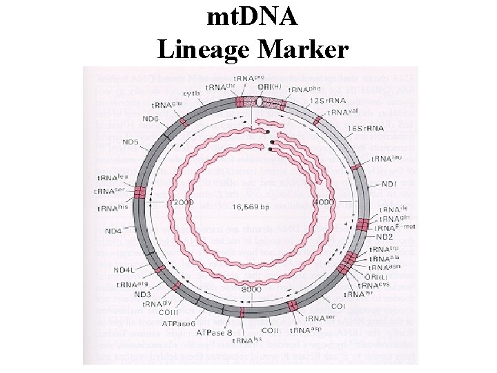 mt. DNA Lineage Marker 