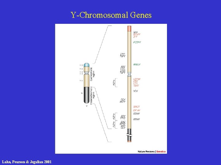 Y-Chromosomal Genes Lahn, Pearson & Jegalian 2001 