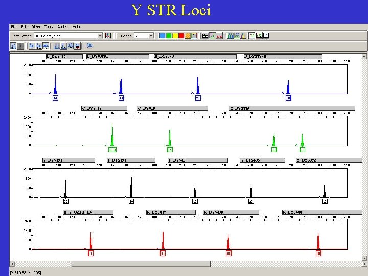 Y STR Loci 