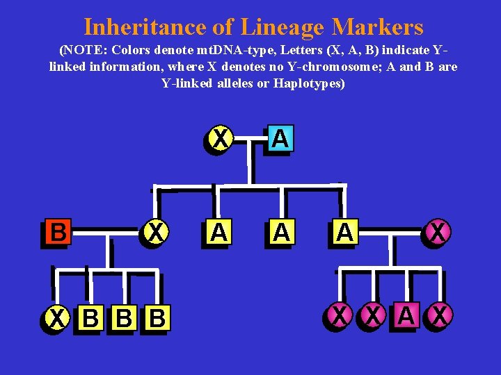Inheritance of Lineage Markers (NOTE: Colors denote mt. DNA-type, Letters (X, A, B) indicate