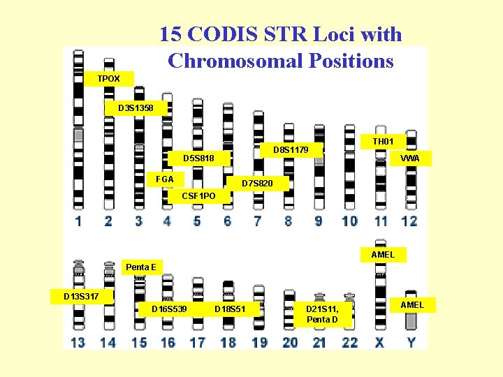 15 CODIS STR Loci with Chromosomal Positions TPOX D 3 S 1358 D 8